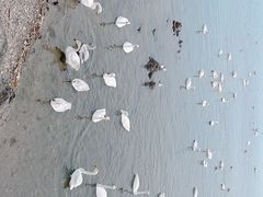 -烟墩角天鹅湖