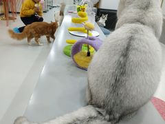 -糯米喵星人·撸猫猫舍咖啡馆(西市场嘉华店)