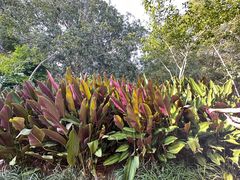 -中国科学院西双版纳热带植物园