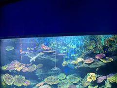 -暹罗海洋世界