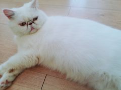 -MOYOYO猫咪咖啡店