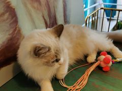 -喵喵咪呀布偶猫咖(春熙路店)