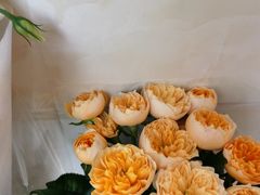 -双季花艺园艺市场(浦东店)