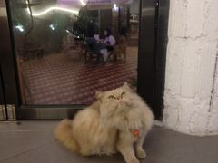 鲁班-有猫主题·治愈系猫咖(曾厝垵店)