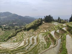 -紫鹊界梯田景区