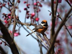-白塘生态植物园