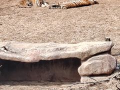 -沈阳森林动物园
