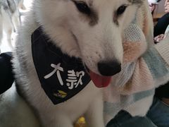 -Husky Go! 哈士奇体验馆·宠物咖啡厅狗咖
