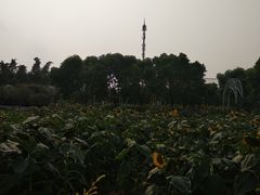 -百万葵园