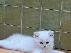 -帕帕拉兹宠物(亚洲旗舰店)