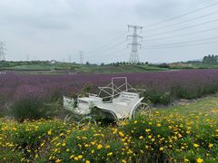 -紫颐香薰山谷景区