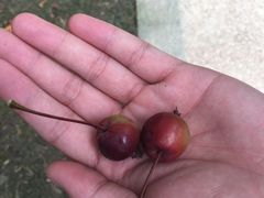 -昆山城市生态森林公园