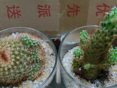 -三亚亚龙湾雅高美爵酒店