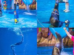 -烟台海昌鲸鲨海洋公园