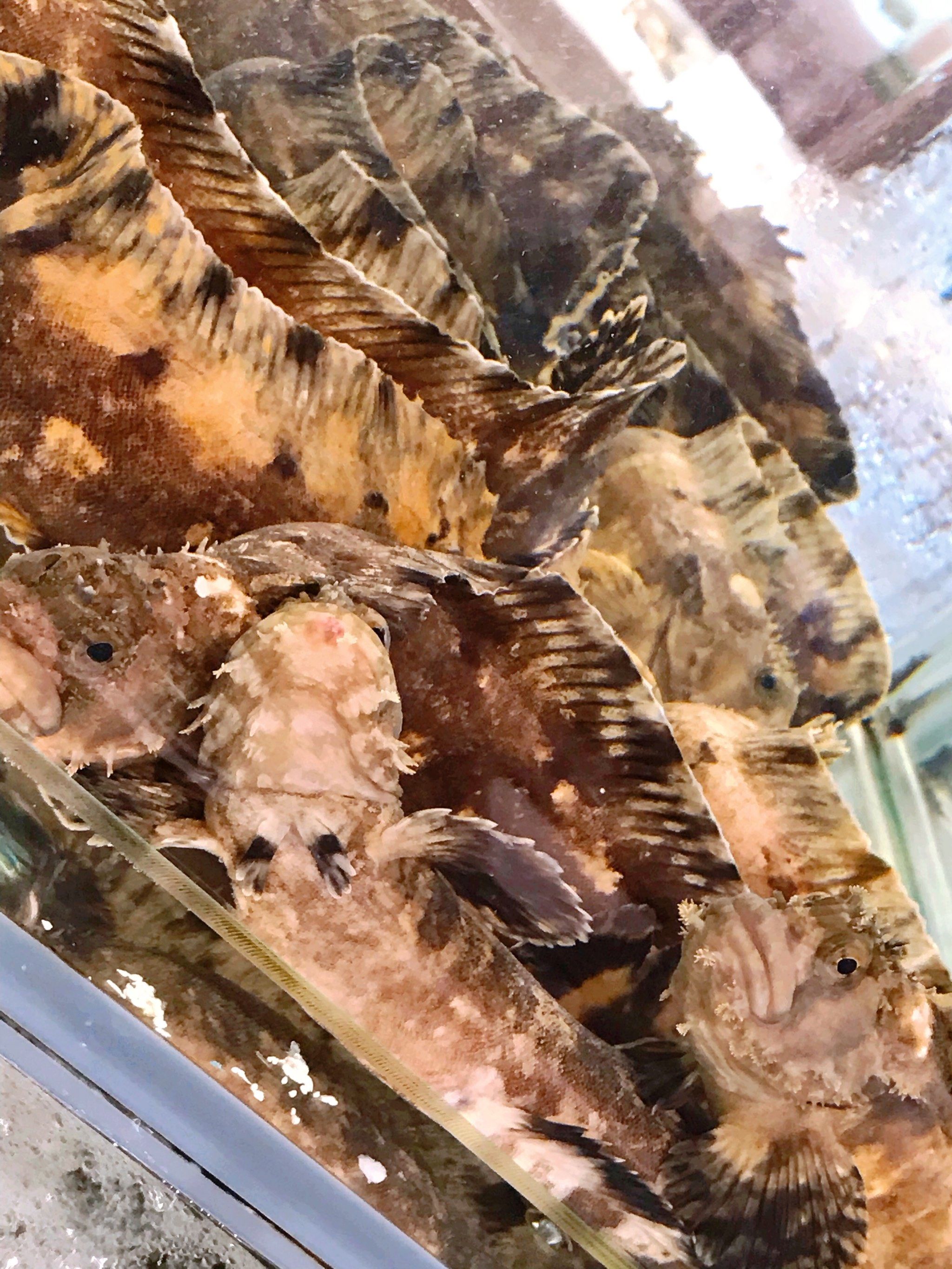 这本地近海的小姐鱼和先生鱼更好吃