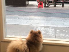 -柯斗斗主题餐厅·狗咖·围炉煮茶·茶饮(国瑞升平里店)