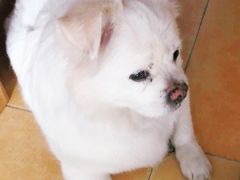 -美联众合爱康动物医院•复杂内科•肿瘤科•牙科•腔镜诊疗中心