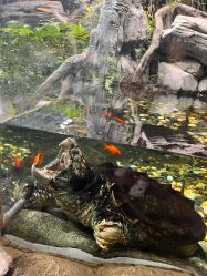 -Zoolung Zoolung动物主题公园(海信广场店)