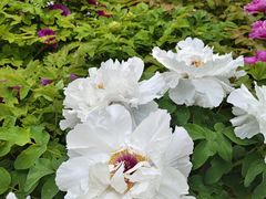 -太阳宫公园