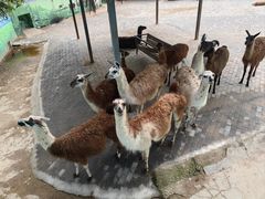 -西安秦岭野生动物园