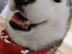-Husky Go! 哈士奇体验馆·宠物咖啡厅狗咖