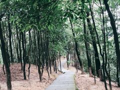 -火炉山森林公园