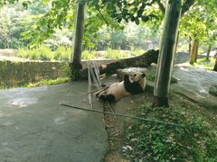 -都江堰中华大熊猫苑