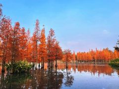 -白鹭湾湿地公园