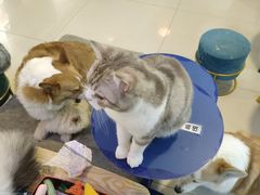 -平行世界·猫咖(首经贸店)