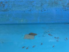 -北戴河圣蓝海洋公园