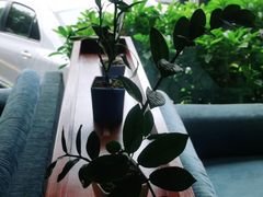 -OLD TREE老树咖啡·西餐厅(台山人工湖店)