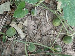 -汉长安城未央宫国家考古遗址公园