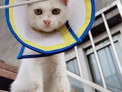 -萌兽医馆·犬猫专科·眼科中心·宠物医院(朝阳门分院)