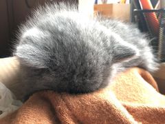 -喵zoo家庭繁育猫舍(尖东智能花园店)