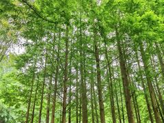 -桤木河湿地公园