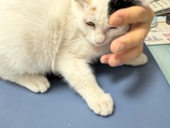 -宠福鑫康馨动物医院·骨科·眼科