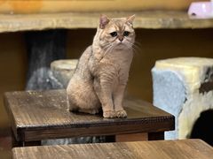 -猫猫幼稚园·撸猫·桌游·电玩