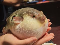 气鼓鼓的河豚-永安鱼庄·镇江菜(东吴路店)