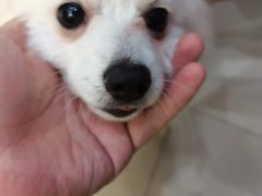 -艾贝尔宠物医院(华府骏苑店)