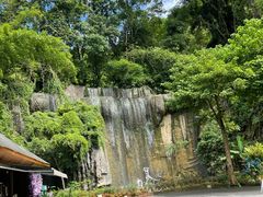 -西双版纳原始森林公园