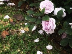 -人民公园(罗湖区)