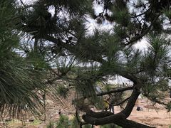 -八大关景区