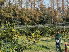 -前小桔亲子创意农场·草莓采摘·露营烧烤