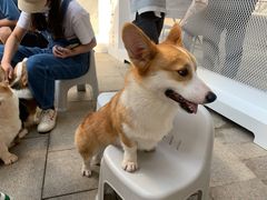 -柯斗斗主题餐厅·狗咖·围炉煮茶·茶饮(国瑞升平里店)