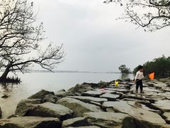 -宝安西湾红树林湿地公园