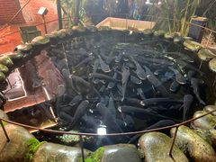 -麻小度青花椒鱼(安德总店)