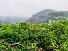 -阿巧茶庄
