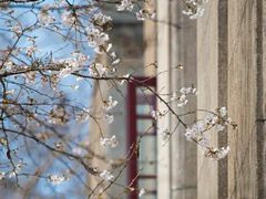 -武汉大学-樱园