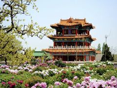 -曹州牡丹园