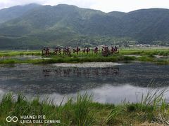 -腾冲北海湿地